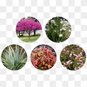 Artificial Flower, HD Png Download - fountain grass png