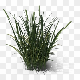 Ornamental Grass Png - Sweet Grass, Transparent Png - fountain grass png