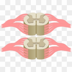 Cross Section Of The Spinal Cord Showing 2 Lumbar Segments, - Cross Section Unlabeled Cross Section Spinal Cord, HD Png Download - blank crest png