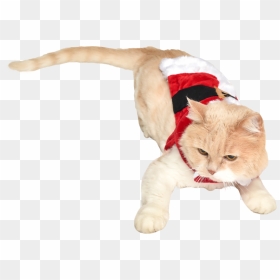 Cat In Santa Costume - Holiday Cat Transparent, HD Png Download - santa suit png