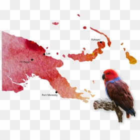 Png-image - Papua New Guinea Climate Map, Transparent Png - beak png