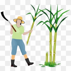 Transparent Pongal Grass Cartoon Grass Family For Thai - Cartoon Sugar Plantation, HD Png Download - grass cartoon png