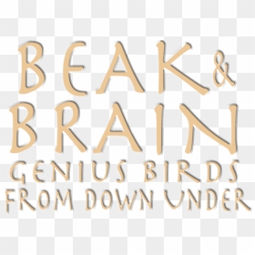 Beak & Brain - Calligraphy, HD Png Download - beak png