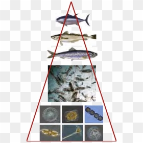 Sail, HD Png Download - food pyramid png