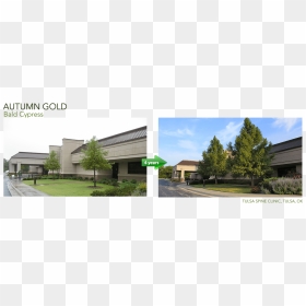 Commercial Building, HD Png Download - fall trees png