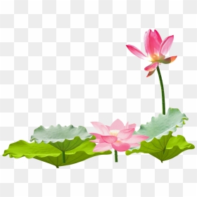 Transparent Lotus Vector Png - Chinese Lotus Flower Transparent, Png Download - lotus vector png