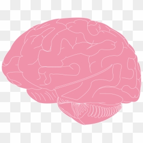 Brain Illustration Clip Arts - Illustration, HD Png Download - brain png icon