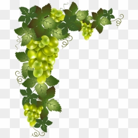 Grape Vines Png - Transparent Background Grape Vine Clipart, Png Download - hanging vines png