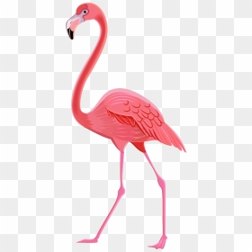 Charisma Flamingo Photos Image - Png Transparent Flamingo Png, Png Download - beak png
