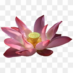 Transparent Lotus Vector Png - Vesak Wishes In English, Png Download - lotus vector png