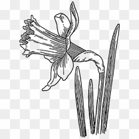 Black, Outline, Drawing, Sketch, Plants, Flower, White - Daffodils Clipart Black And White, HD Png Download - flower sketch png