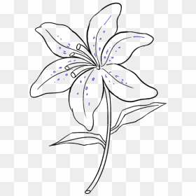 How To Draw Lily - Easy Drawings Of A Lily, HD Png Download - flower sketch png