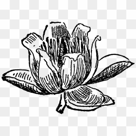 Tulip Tree Flower Blossom Drawing Digital Download - Transparent Flower Clipart Sketch, HD Png Download - flower sketch png
