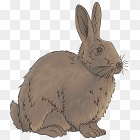 Rabbit Clipart - Australian Rabbit Clipart, HD Png Download - rabbit clipart png