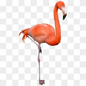 Flamingo Png Clipart - Flamingo Png, Transparent Png - flamingo clipart png