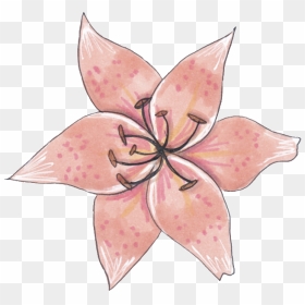 A Specimen Flower Png Transparent - Bromelia, Png Download - flower sketch png