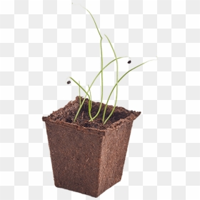 Woolworths Discovery Garden Onion, HD Png Download - dry grass png
