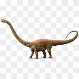 Brontosaurus Drawing Real Dinosaur - Diplodocus Clipart, HD Png Download - brontosaurus png