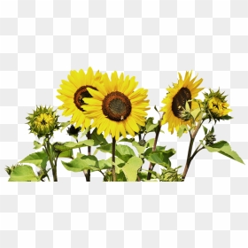 Sunflower Bunch - Sunflower Field Transparent Background, HD Png Download - hanging vines png