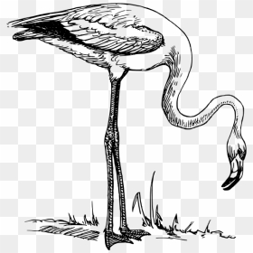 Flamingo Clipart Png , Png Download - Flamingo Clip Art, Transparent Png - flamingo clipart png