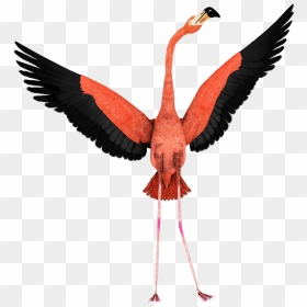 Flamingo Transparent Background - Flamingo Bird Wings S, HD Png Download - flamingo clipart png