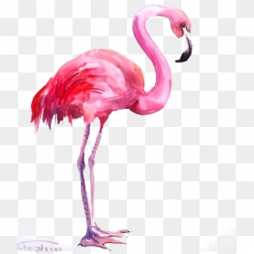 Watercolor Flamingo, HD Png Download - flamingo clipart png