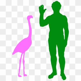 A Typical Greater Flamingo And A Human - Dodo Compared To Human, HD Png Download - flamingo clipart png