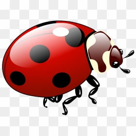 Ladybug Clipart - Ladybug, HD Png Download - ladybug clipart png