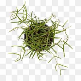 Hoya Linearis - Grass, HD Png Download - hanging vines png