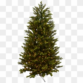 Evergreen Branch Png , Png Download - Alexa Christmas Tree, Transparent Png - evergreen branch png