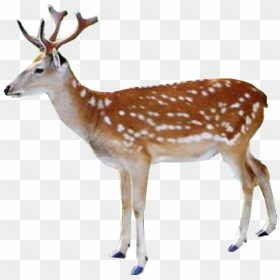 White-tailed Deer Red Deer Reindeer Elk - Deer, HD Png Download - baby deer png