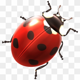 Ladybird Clipart Png Image Free Download Searchpng - Ladybird Png, Transparent Png - ladybug clipart png