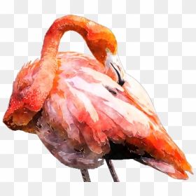 Flamingo Clipart Flamingo Feather, Flamingo Flamingo, HD Png Download - flamingo clipart png