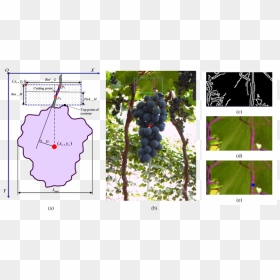 Seedless Fruit, HD Png Download - hanging vines png