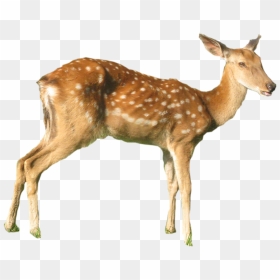 White-tailed Deer Red Deer Elk Musk Deer - Musk Deer Transparent, HD Png Download - baby deer png