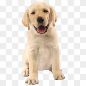 Thumb Image - Cachorro Fofo Png, Transparent Png - cachorro png