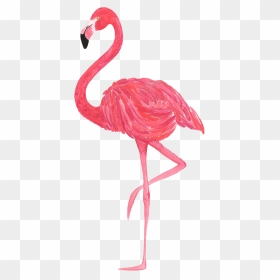 Transparent Background Flamingo Png, Png Download - flamingo clipart png