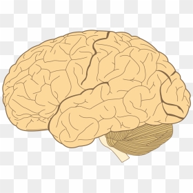 Does Your Brain Look Like, HD Png Download - brains png