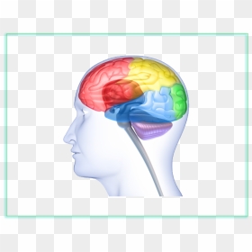 Download Neuroscience Clipart Neuroscience Neurology - Mind Transparency, HD Png Download - brains png