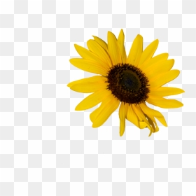 Transparent Doodle Flower Clipart - Single Sunflower White Background, HD Png Download - flower doodle png