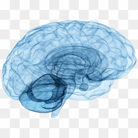 Thumb Image - Brain Neuro, HD Png Download - brains png