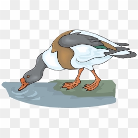 Duck Water Bird - Animals Drinking Water Clipart, HD Png Download - water cartoon png