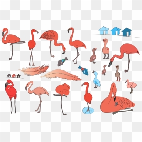 Greater Flamingo, HD Png Download - flamingo clipart png