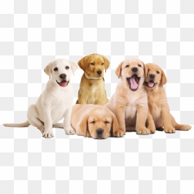 Flagacan Cachorros , Png Download - Tre Cuccioli Di Cane, Transparent Png - cachorro png