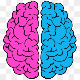 Brain Drawings, HD Png Download - brains png