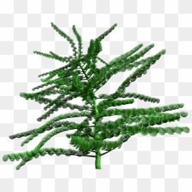 Estonian Museum Of Natural History - Christmas Tree, HD Png Download - evergreen branch png