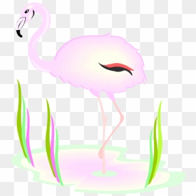 Free Flamingo Clipart - Flamingo, HD Png Download - flamingo clipart png