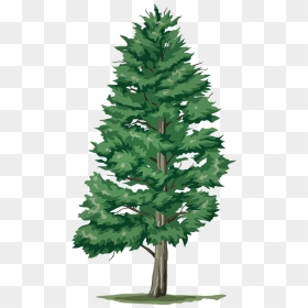 5 Trees, HD Png Download - evergreen branch png