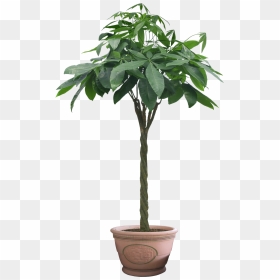Thumb Image - Plant Money Tree, HD Png Download - plantas png