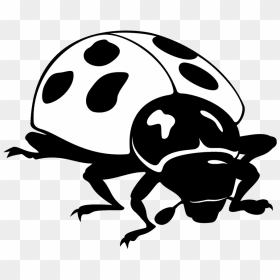 Black White Drawing Ladybug - Clip Art Insect Black And White, HD Png Download - ladybug clipart png